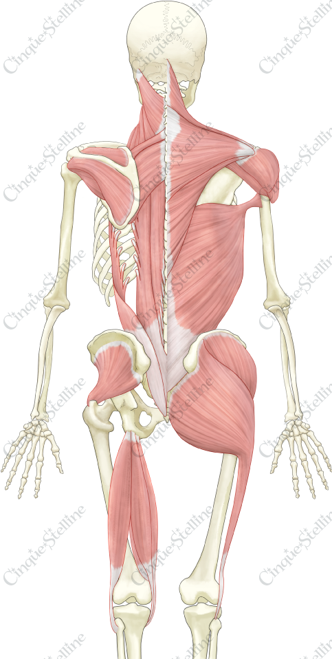 骨格と筋肉-後方: muscle and skeleton, back side